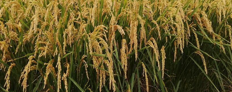 龙盾1614水稻怎么种植，撒播种子出苗后再移栽