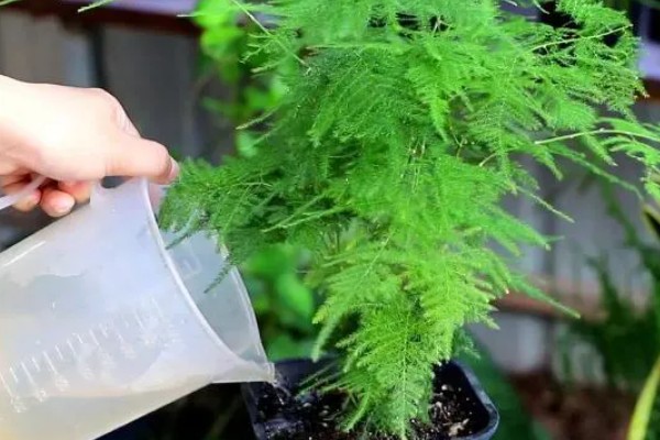 文竹叶子全部黄了如何处理，可以通过控温的方法加以挽救