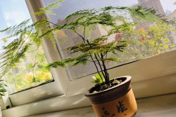 文竹叶子全部黄了如何处理，可以通过控温的方法加以挽救