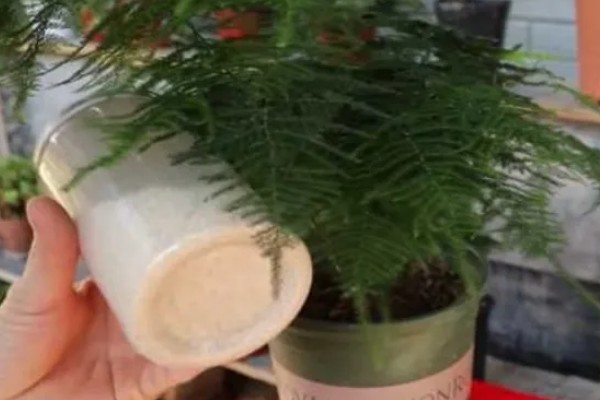 文竹叶子全部黄了如何处理，可以通过控温的方法加以挽救