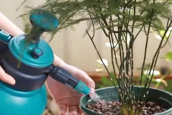 文竹叶子全部黄了如何处理，可以通过控温的方法加以挽救