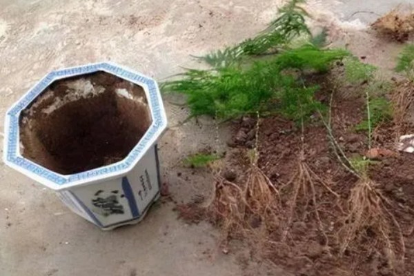 文竹叶子全部黄了如何处理，可以通过控温的方法加以挽救