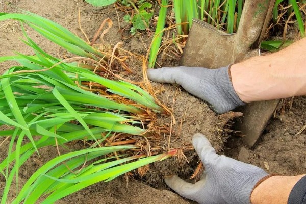 黄花菜移栽时的注意事项,通常在3月下旬进行