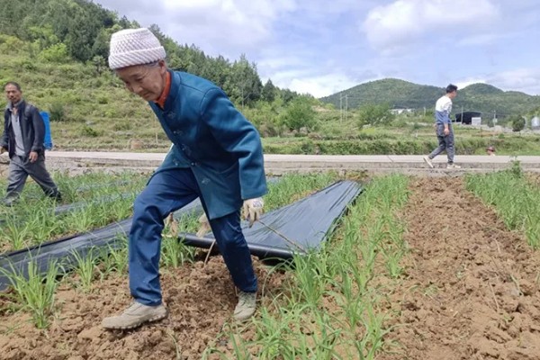 黄花菜移栽时的注意事项,通常在3月下旬进行