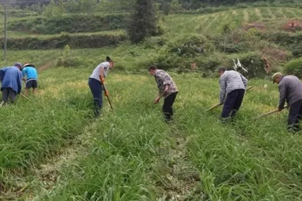 黄花菜移栽时的注意事项,通常在3月下旬进行