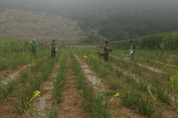 黄花菜移栽时的注意事项,通常在3月下旬进行