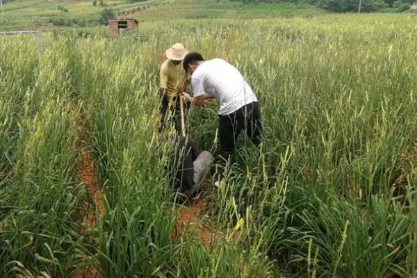 黄花菜移栽时的注意事项,通常在3月下旬进行