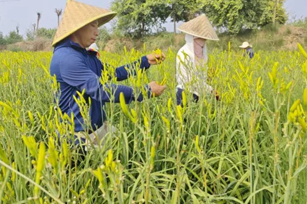 黄花菜移栽时的注意事项,通常在3月下旬进行
