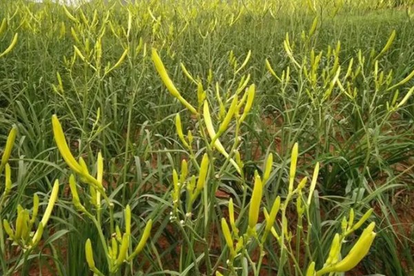 黄花菜移栽时的注意事项,通常在3月下旬进行