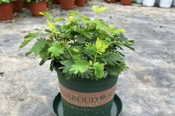 含羞草要每天浇水吗,无需每天浇水