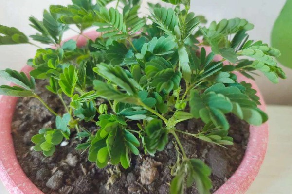 含羞草要每天浇水吗,无需每天浇水