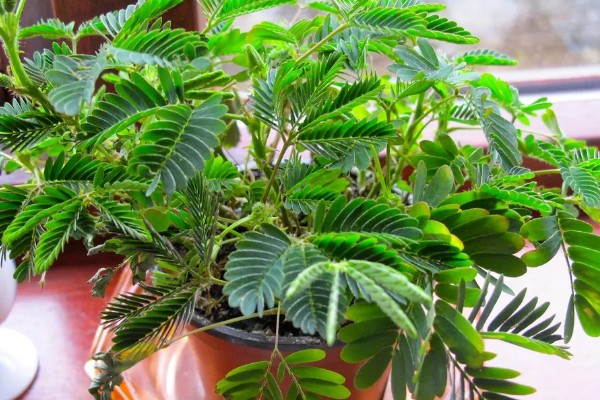 含羞草要每天浇水吗,无需每天浇水