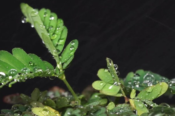 含羞草要每天浇水吗,无需每天浇水
