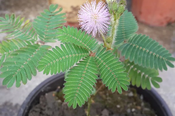 含羞草要每天浇水吗,无需每天浇水