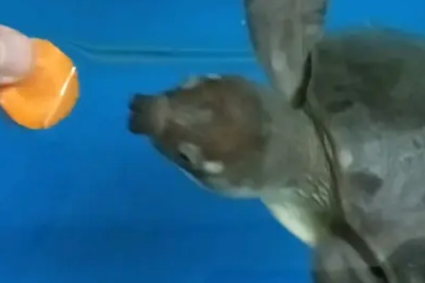 猪鼻龟是国家几级保护动物，是国家二级保护动物