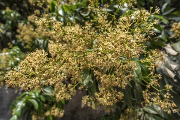 促使荔枝开花结果的方式，每天光照时间不得少于6-8个小时