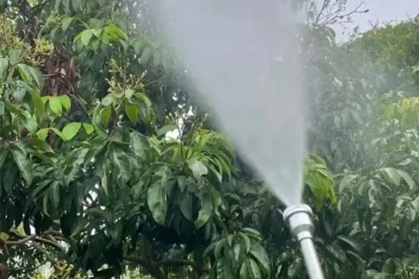 促使荔枝开花结果的方式，每天光照时间不得少于6-8个小时