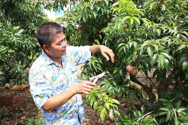 促使荔枝开花结果的方式，每天光照时间不得少于6-8个小时