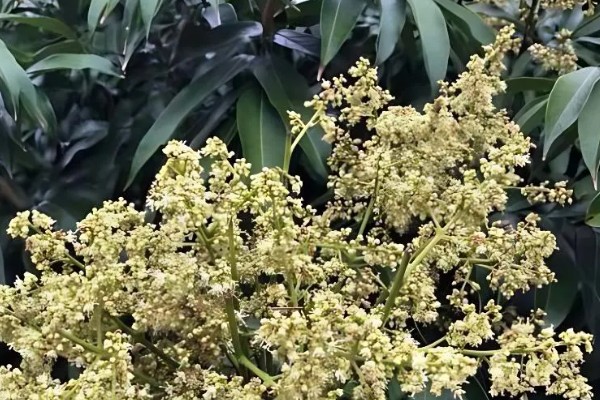 促使荔枝开花结果的方式，每天光照时间不得少于6-8个小时