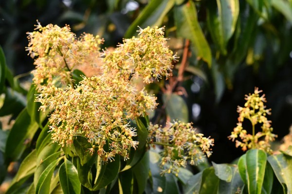 促使荔枝开花结果的方式，每天光照时间不得少于6-8个小时