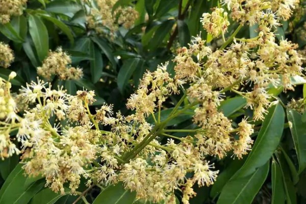 促使荔枝开花结果的方式，每天光照时间不得少于6-8个小时