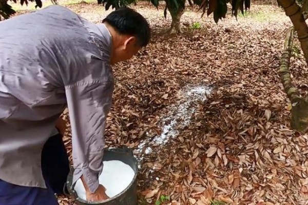 促使荔枝开花结果的方式，每天光照时间不得少于6-8个小时