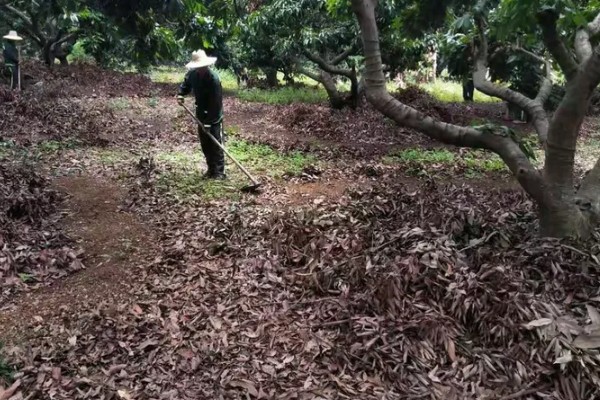 促使荔枝开花结果的方式，每天光照时间不得少于6-8个小时