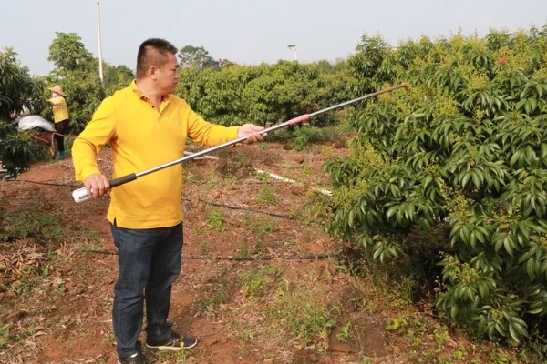 促使荔枝开花结果的方式，每天光照时间不得少于6-8个小时