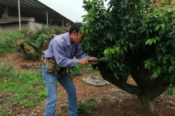 促使荔枝开花结果的方式，每天光照时间不得少于6-8个小时