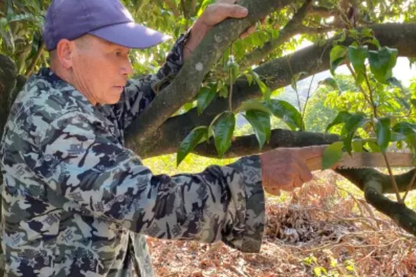 促使荔枝开花结果的方式，每天光照时间不得少于6-8个小时