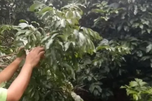 促使荔枝开花结果的方式，每天光照时间不得少于6-8个小时