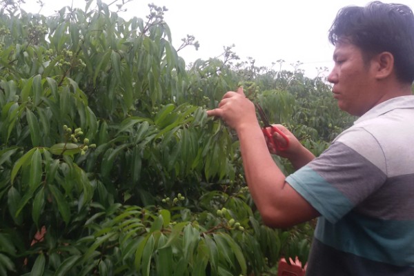 促使荔枝开花结果的方式，每天光照时间不得少于6-8个小时