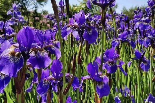 爱丽丝的花语,寓意优美、爱的留言等