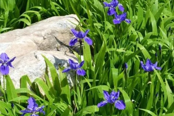 爱丽丝的花语,寓意优美、爱的留言等