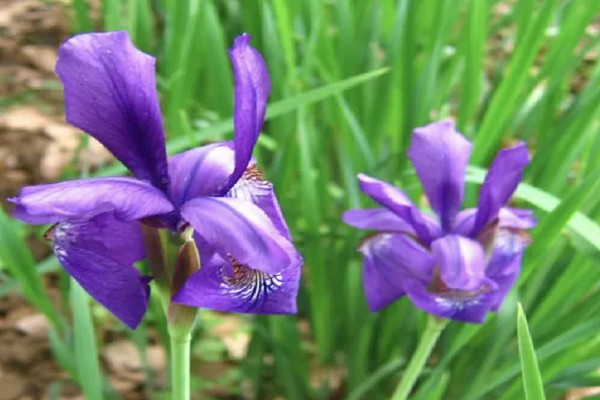 爱丽丝的花语,寓意优美、爱的留言等