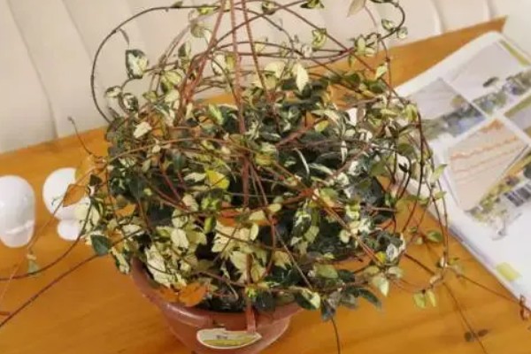 花叶络石干枯了还会不会活,干枯了还会活