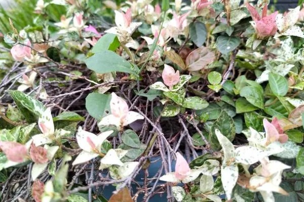 花叶络石干枯了还会不会活,干枯了还会活