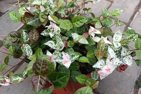 花叶络石干枯了还会不会活,干枯了还会活