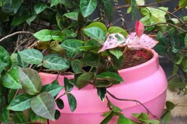 花叶络石干枯了还会不会活,干枯了还会活