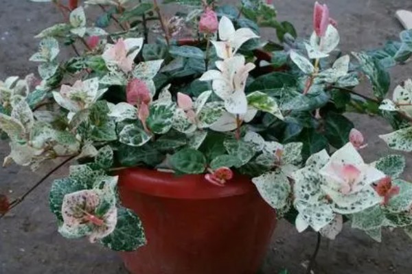 花叶络石干枯了还会不会活,干枯了还会活