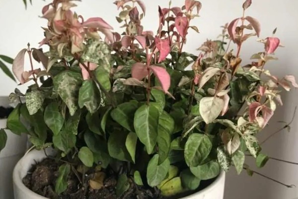 花叶络石干枯了还会不会活,干枯了还会活