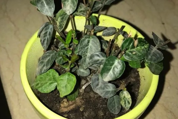 花叶络石干枯了还会不会活,干枯了还会活