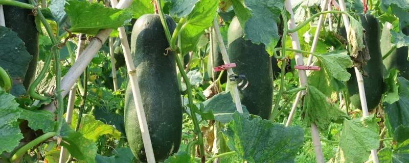 冬瓜如何种植，可春播也可秋播