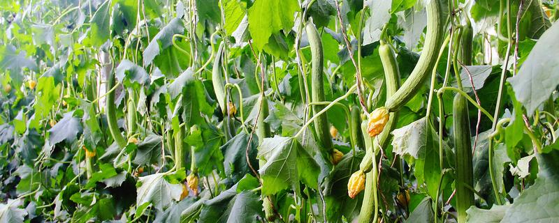 提高丝瓜产量的方式，剪除不良枝条可提高结果率