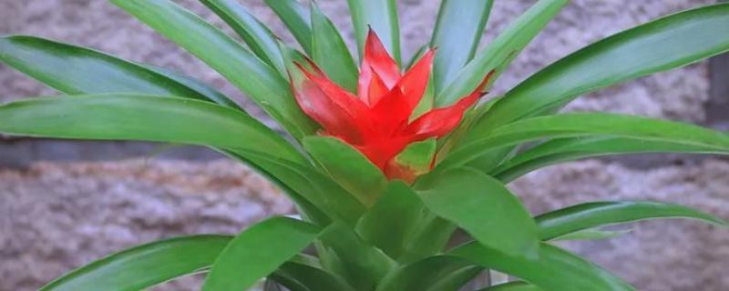 家养鸿运当头有没有毒，属于无毒植物但也不具备备净化空气的能力