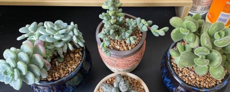 降温后能不能给多肉移盆，移盆后放在阳光直射的地方