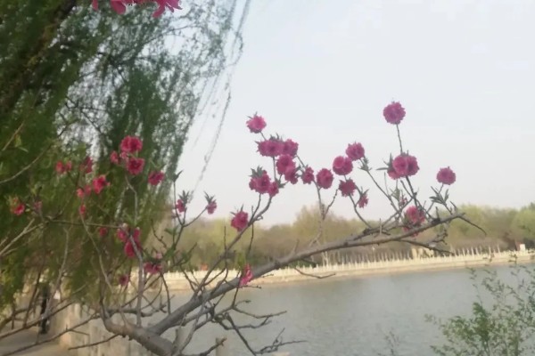 龙抬头吃什么食物，可以吃水饺、猪头肉等