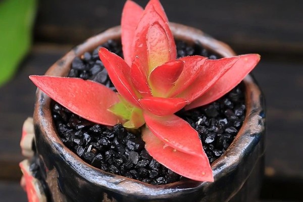 赤鬼城有没有毒，赤鬼城并没有毒性