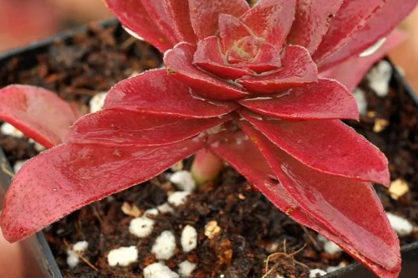 赤鬼城有没有毒，赤鬼城并没有毒性