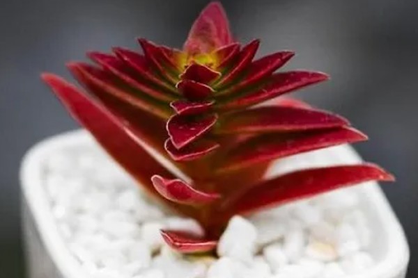 赤鬼城有没有毒，赤鬼城并没有毒性